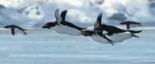 April Fool Jokes: Image of doctored photo of penguins flying.